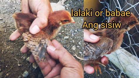 Paano malaman kung lalaki o babae ang ating mga sisiw.